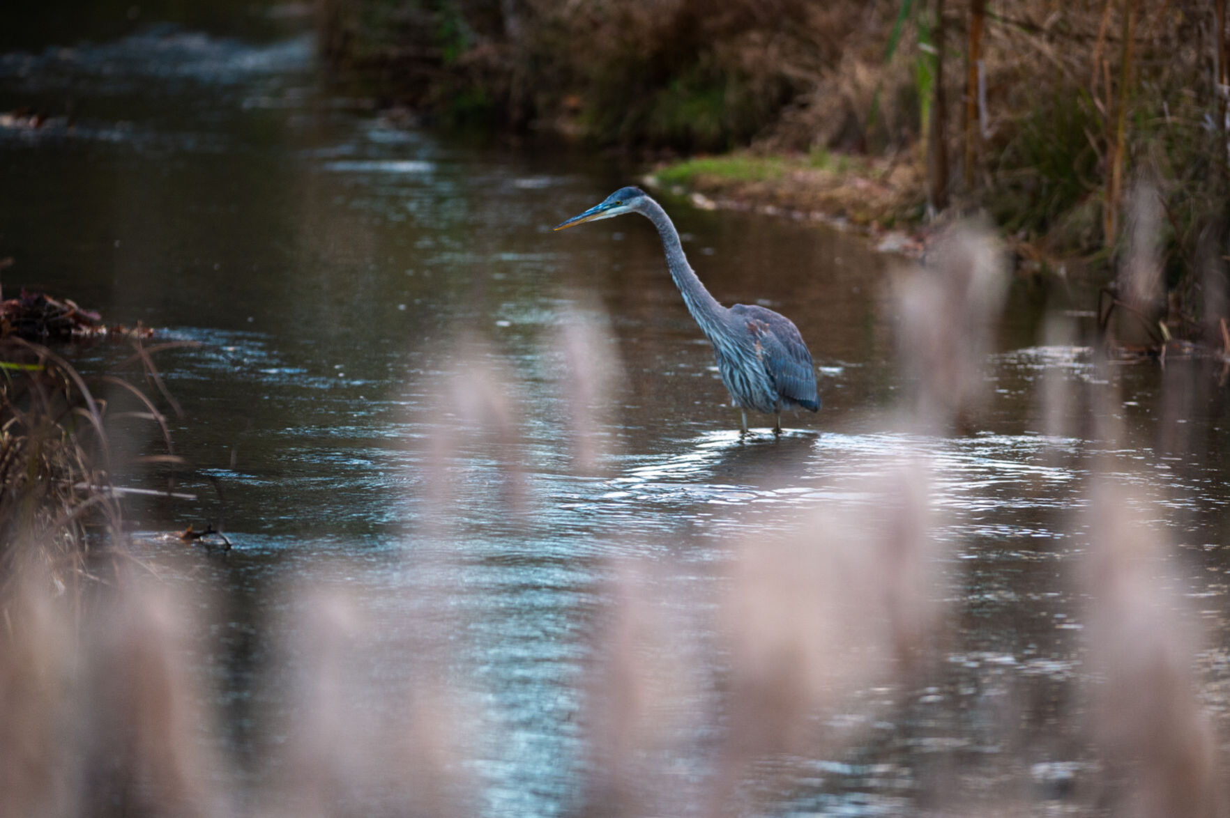 Stalking prey — Nov. 2